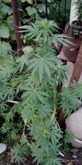 IMG_20250804_045454.jpg