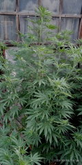 IMG_20250804_045606.jpg