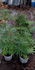 IMG_20250804_045637.jpg