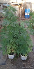 IMG_20250809_180131.jpg