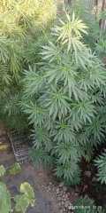 IMG_20250809_180507.jpg