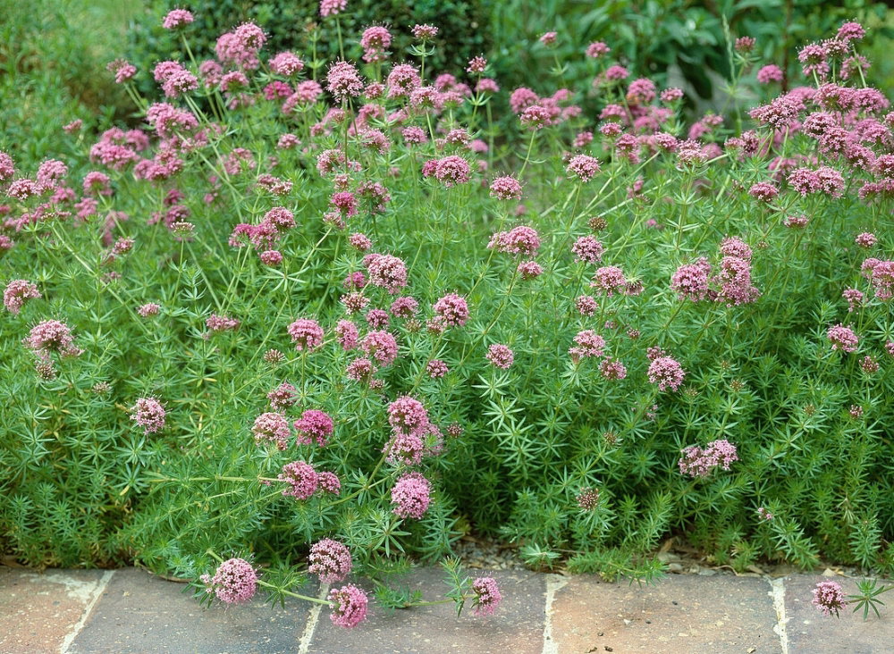 12206898-Phuopsis-stylosa-syn-Crucianella-stylosa.thumb.jpg.8a1065b5b709000e3bad612c450d7a6b.jpg