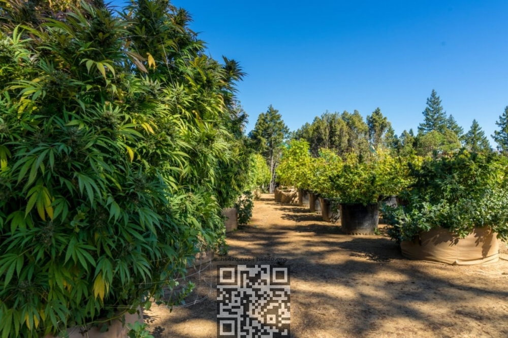 california-cannabis-farm.jpg