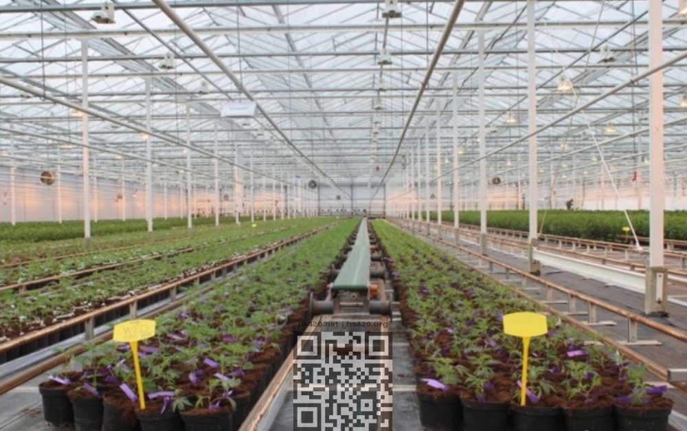 canadelaar-cannabis-greenhouse.jpg