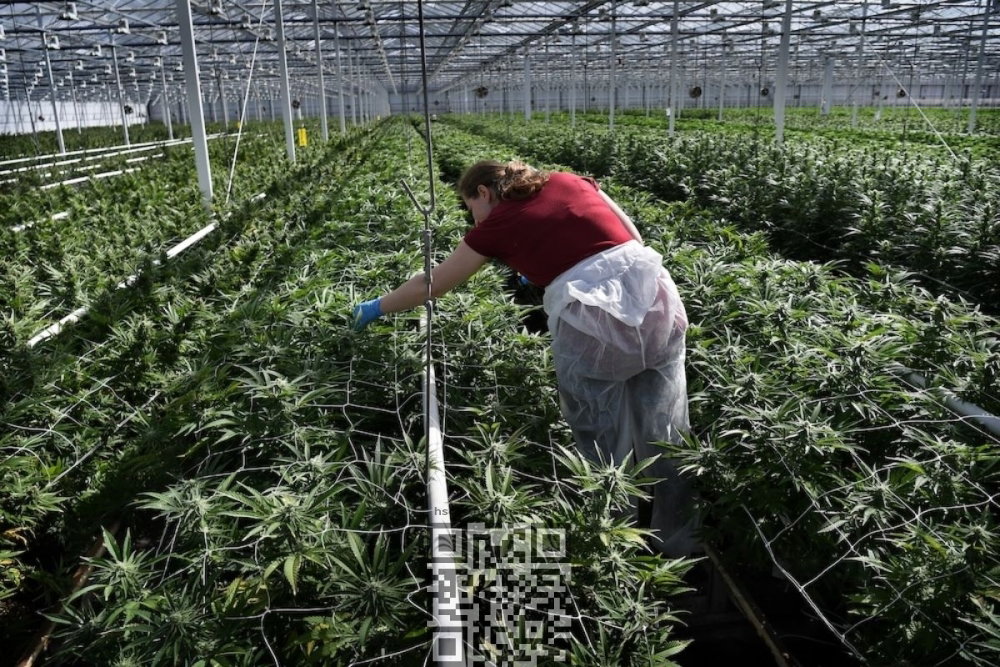 canadelaar-cannabis-grow.jpg