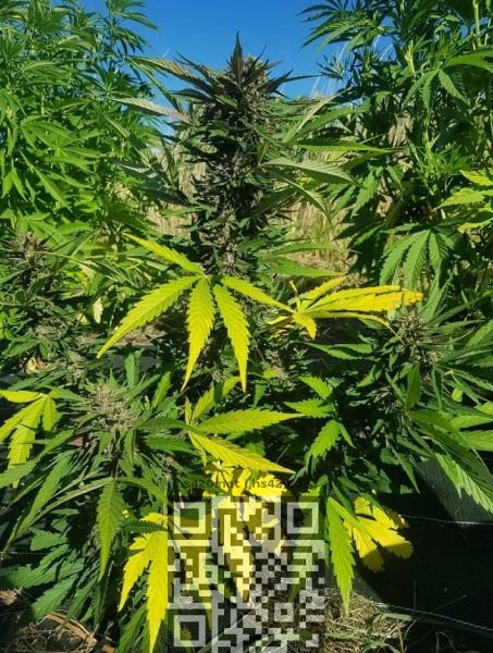 cannabis-auto-cbg.jpg