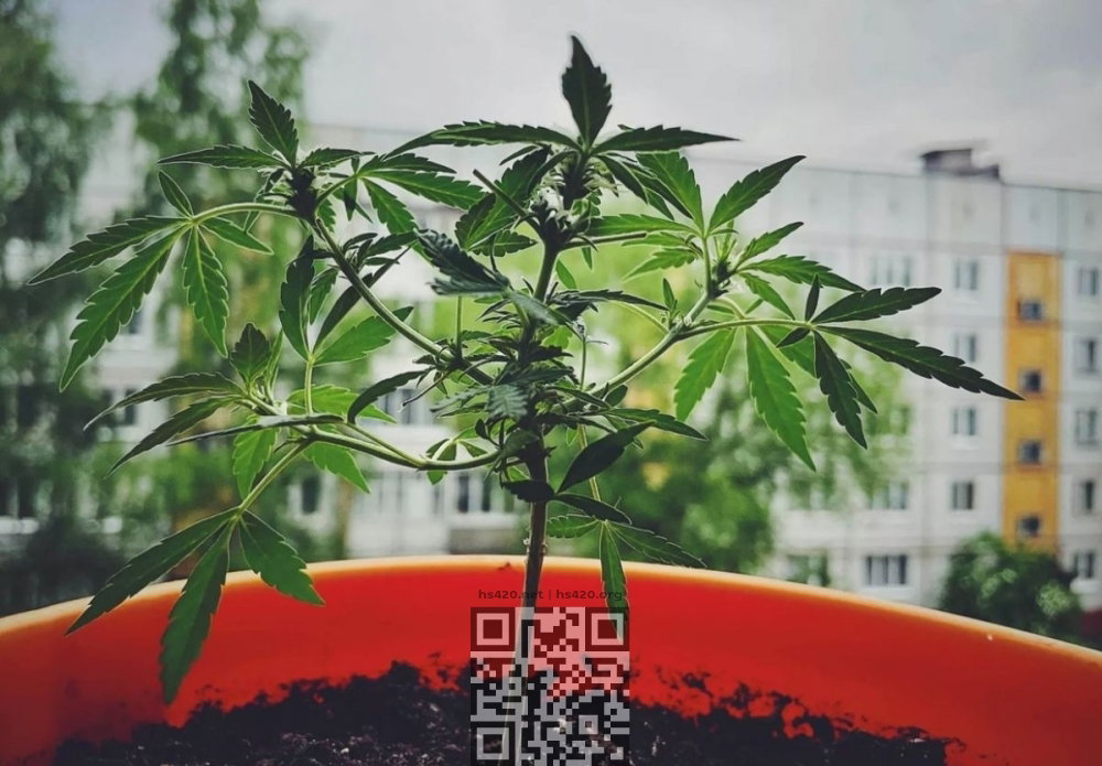 cannabis-grow-home.jpg