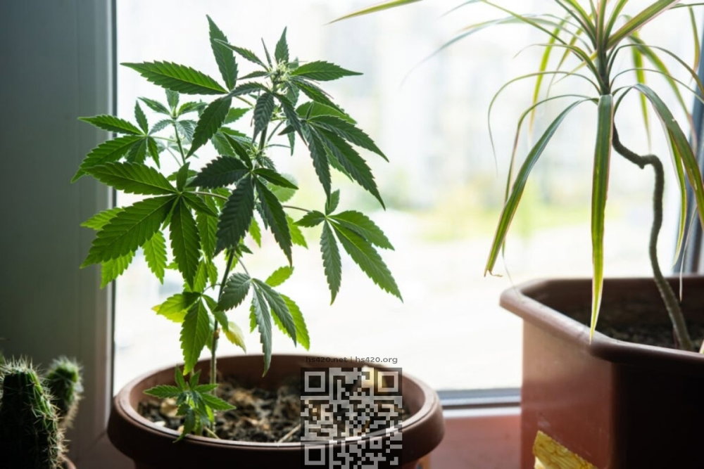 cannabis-grow-home.jpg