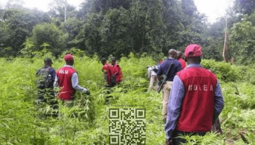 cannabis-grow-nigeria.jpg