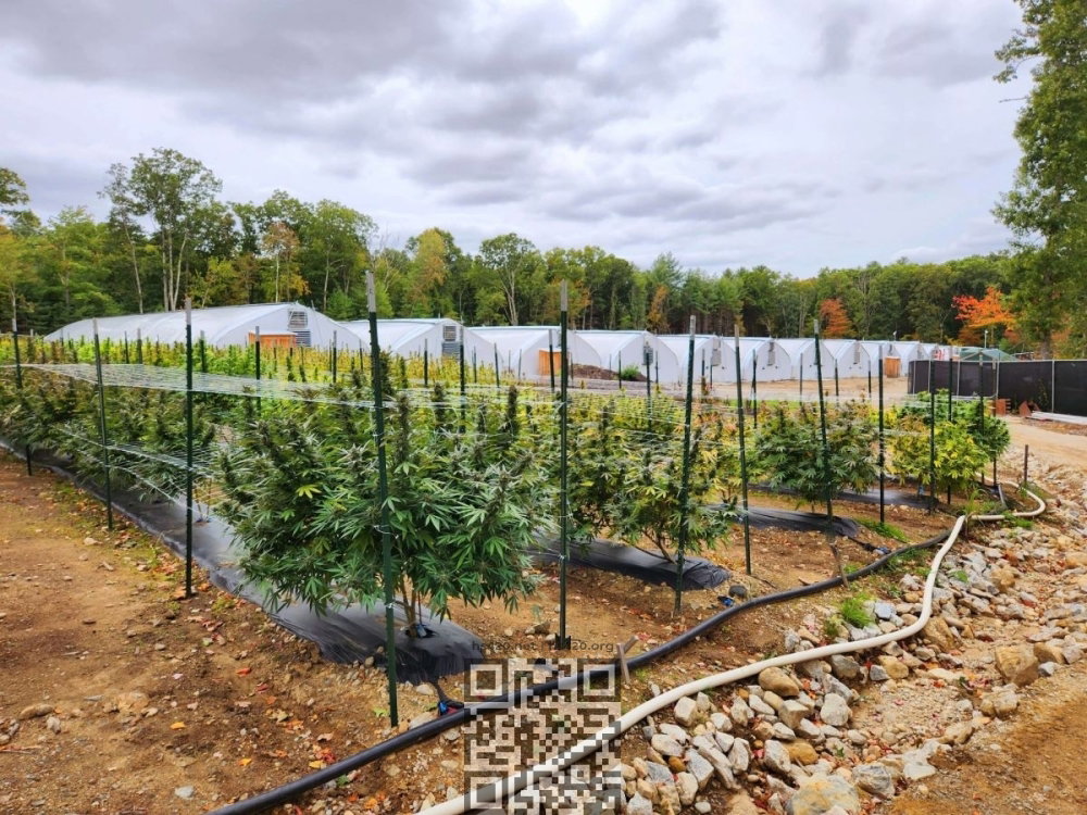 cannabis-outdoor-farm.jpg