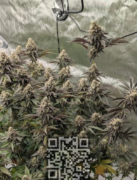 cannabis-permanent-marker.jpg