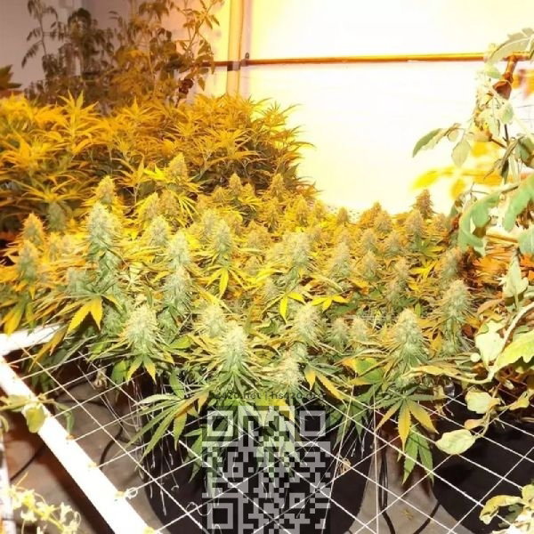 cbd-blue-shark.jpg