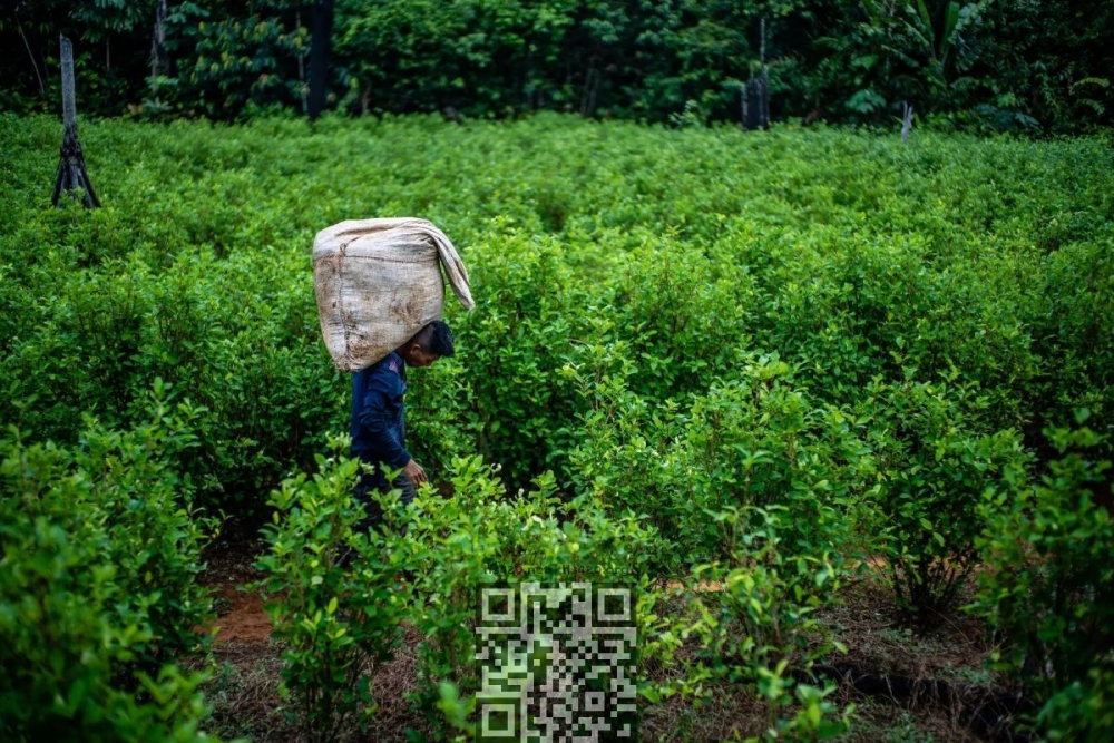 coca-grow-colombia.jpg