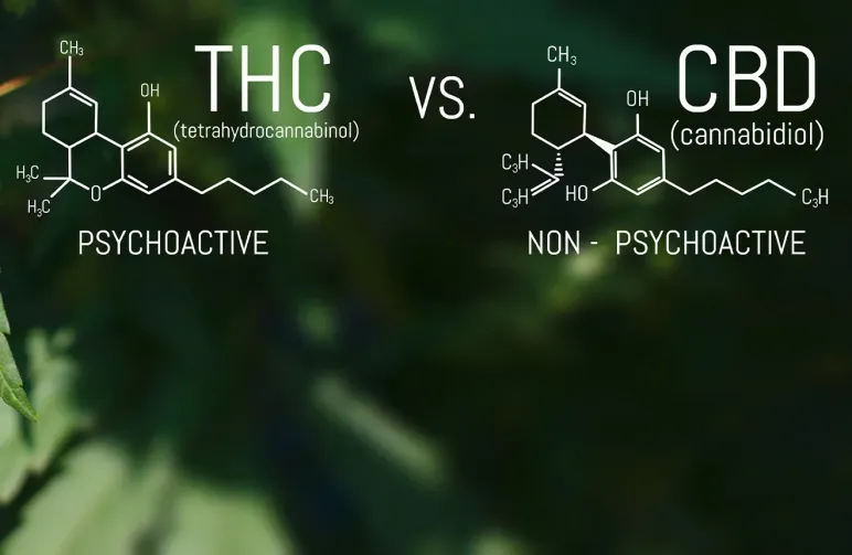 difference-between-cbd-and-thc.webp.48661dc873a8dcc8cdd66aa90fc5ccc6.webp