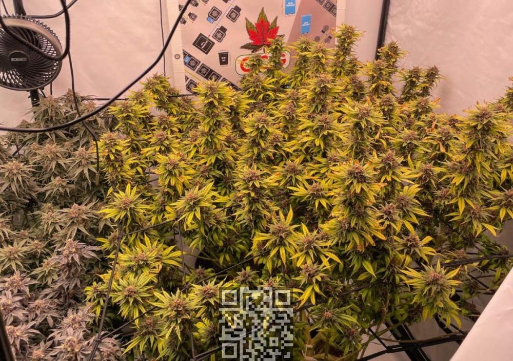 durban-poison.jpg