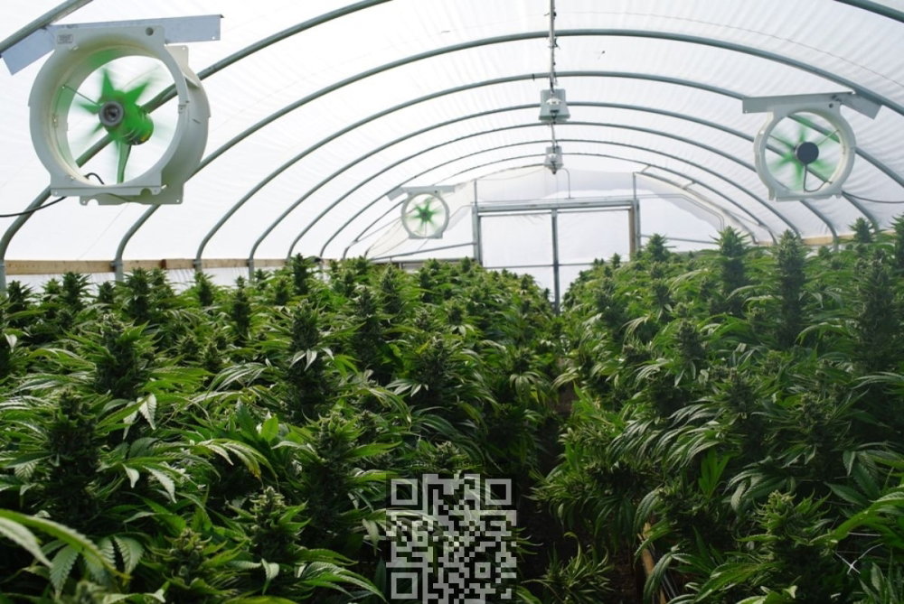 germany-cannabis-farm.jpg