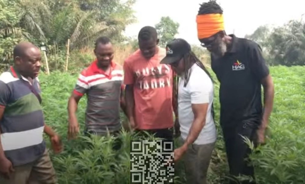 ghana-illicit-cannabis-grow.jpg