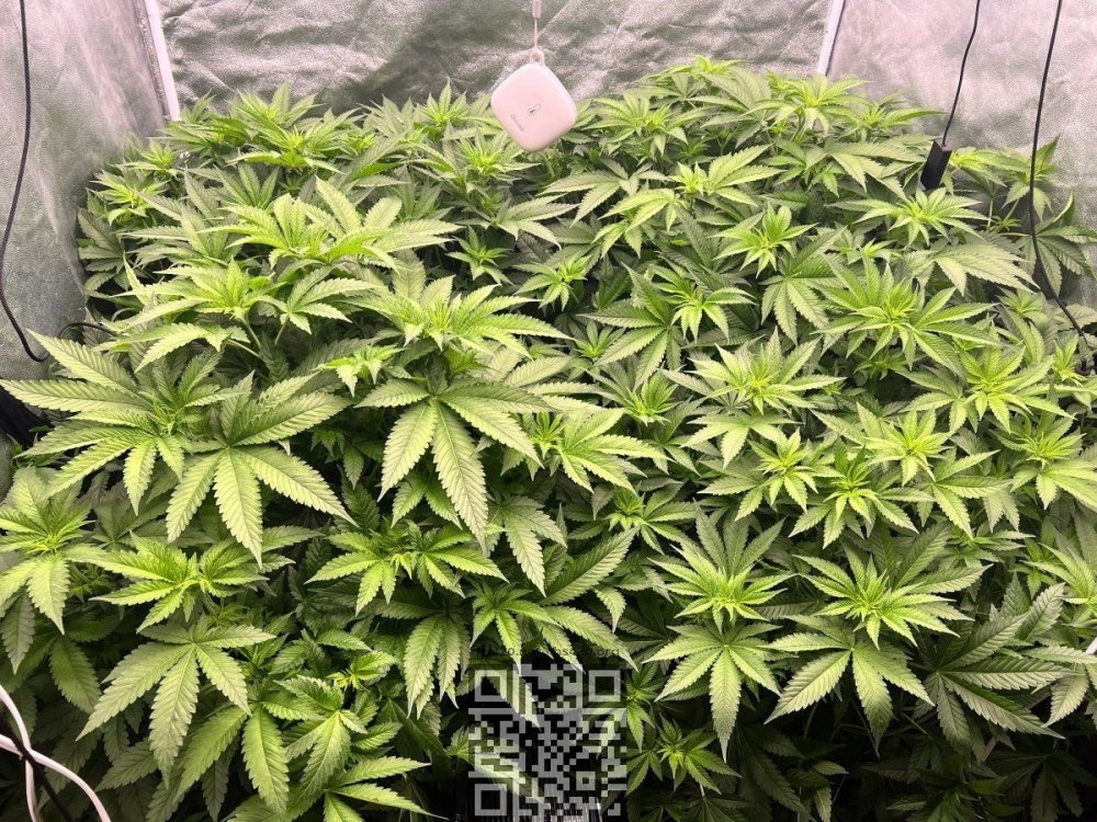 green-crack-cannabis.jpg