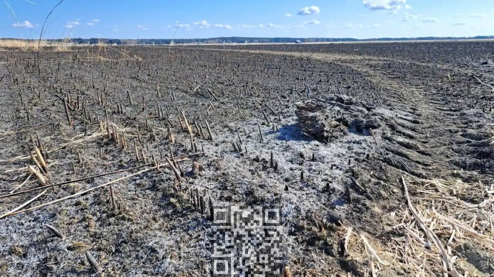 hemp-field-burnt-finland.jpg