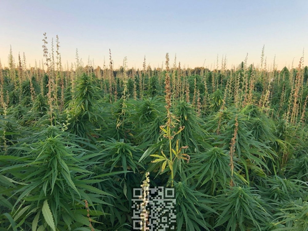 hemp-grow-estonia.jpg