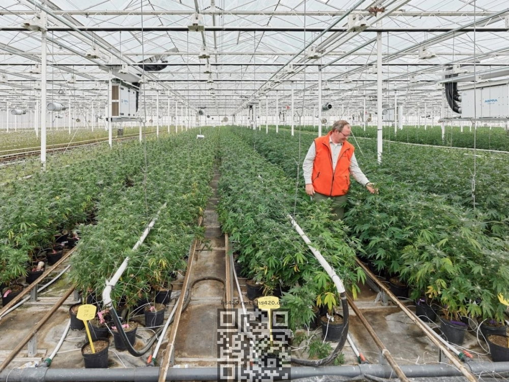 hollandse-hoogtes-cannabis-farm.jpg