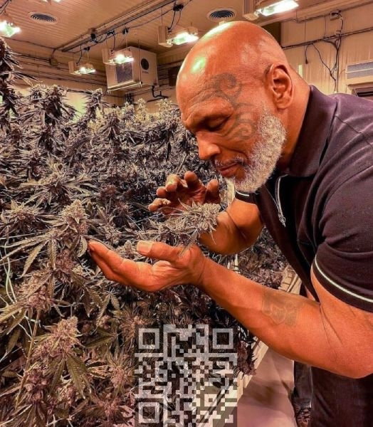 mike-tyson-cannabis-farm.jpg
