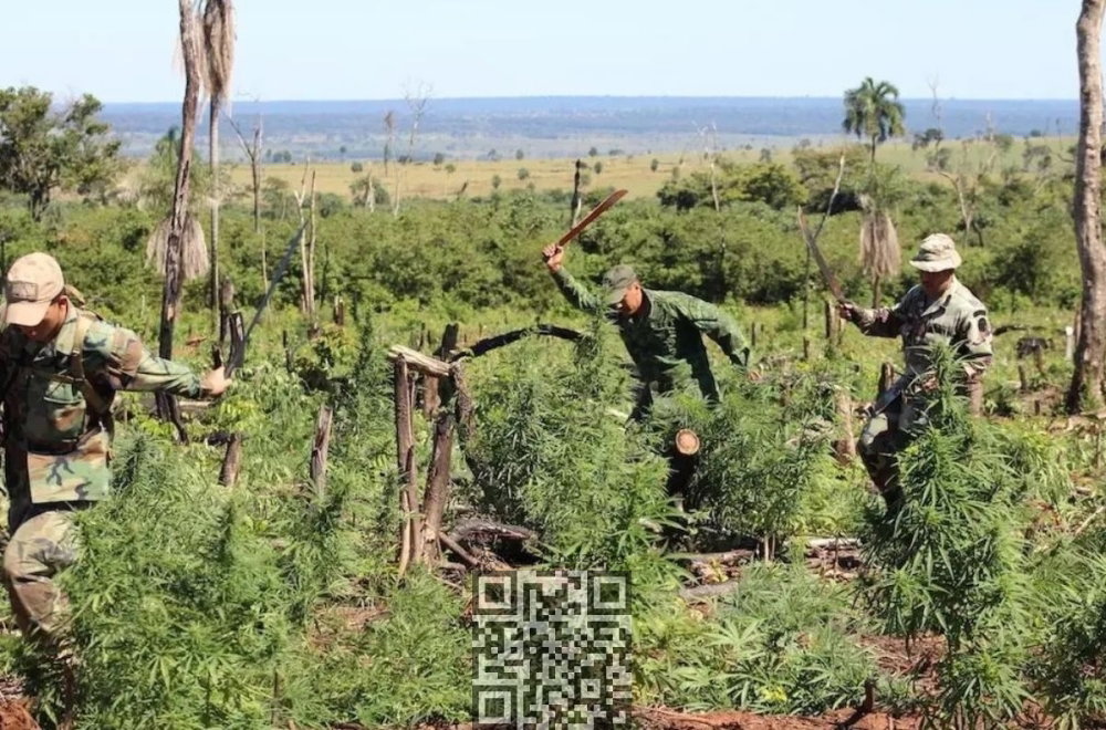 paraguay-cannabis-destroy.jpg