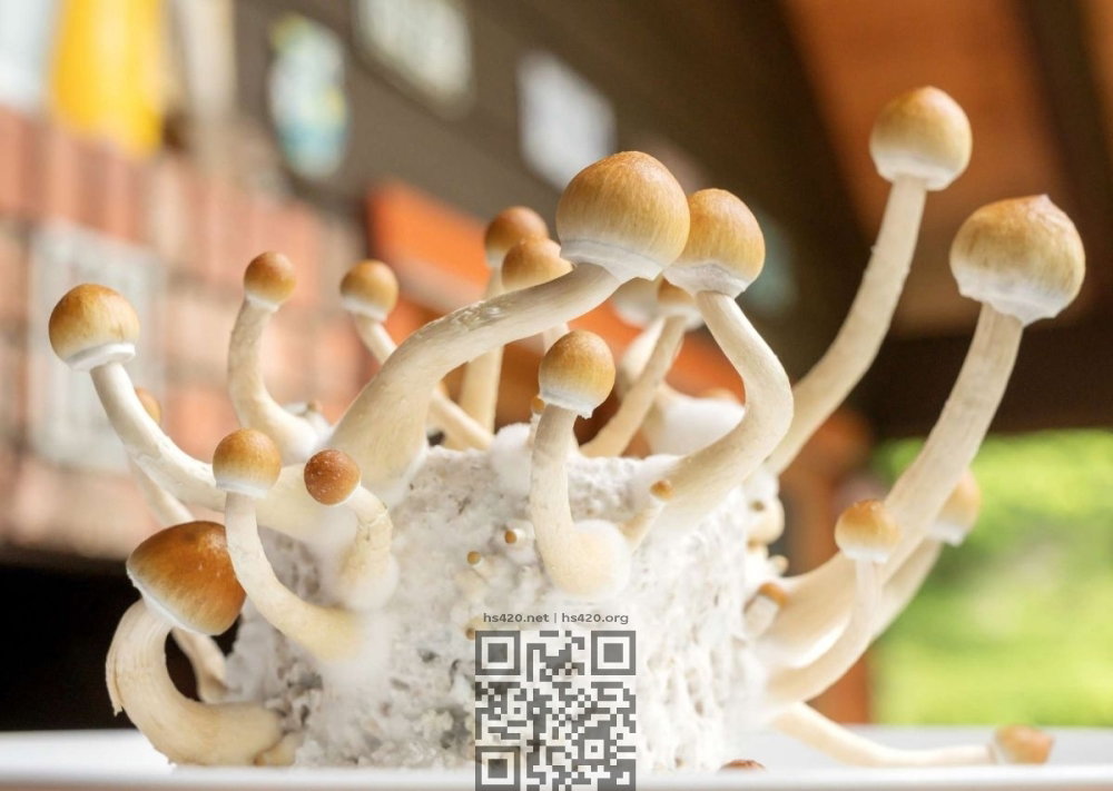 psilocybe-cubensis-grain.jpg