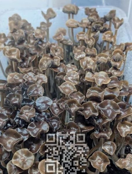 psilocybe-ingeli-grow-home.jpg
