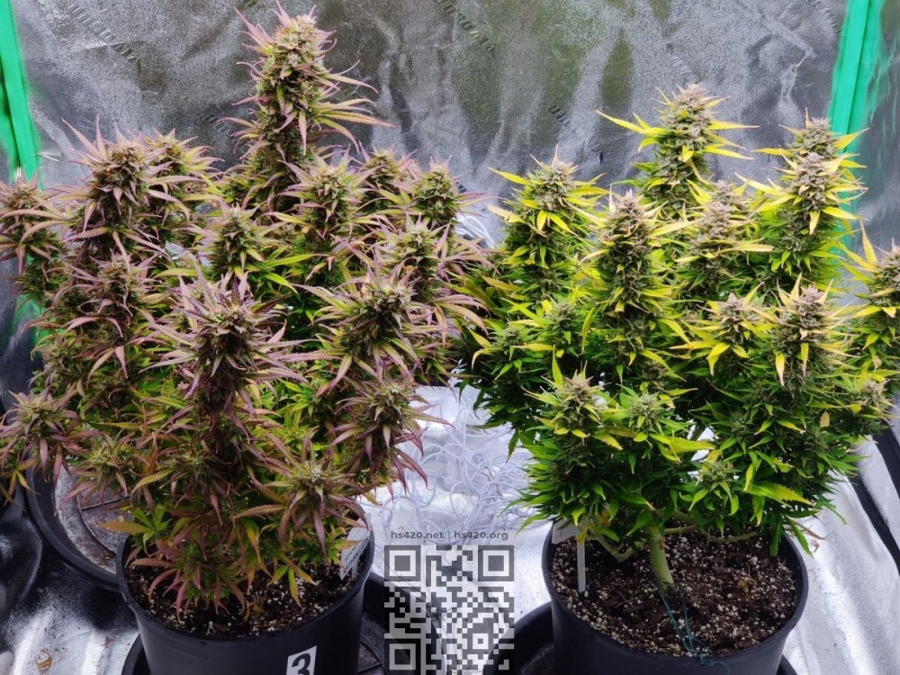 silver-haze-cannabis.jpg
