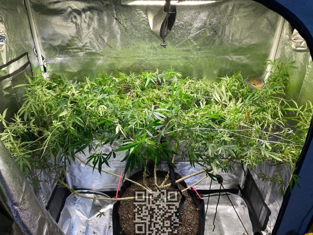 super-silver-haze-cannabis.jpg
