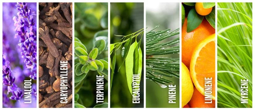 terpenos-del-cannabis-efectos.webp.9d17ef11ca66be6323ec6c8c109e462d.webp