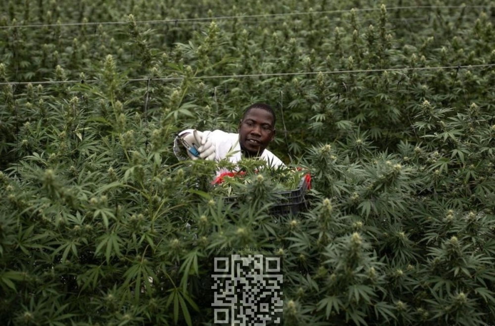 uganda-cannabis-farm.jpg