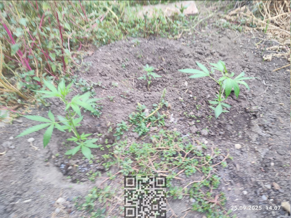 .thumb.png.eda5c9920cb43c6b692d5b9b275a4cc5.png