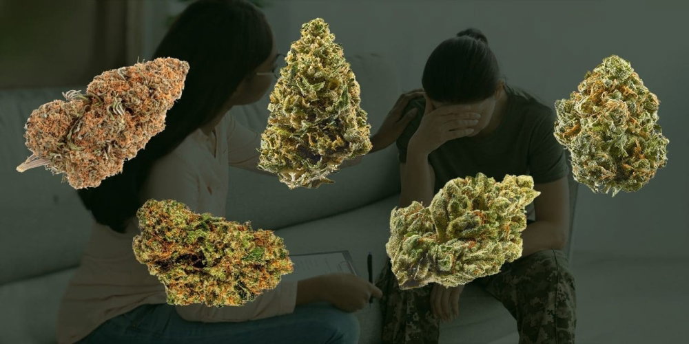 Blog_best-strains-for-ptsd.thumb.jpg.bcc51a992850120f60bfbd0f47aab760.jpg