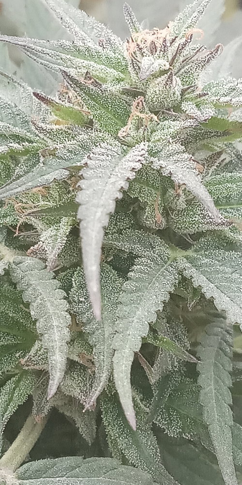 IMG_20251029_113947.jpg