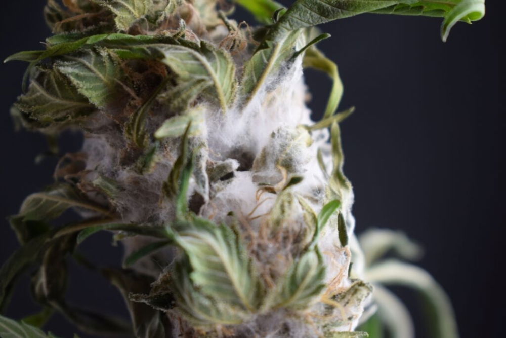 Moldy-Weed--1024x683.thumb.jpg.9ed792d408e87e02bb8994e8acb4dd4c.jpg