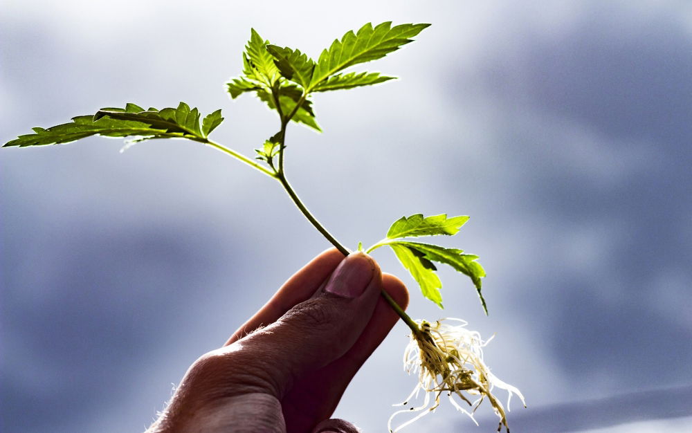 Mycorrhizae-fungi-cannabis-partners-3.thumb.jpg.2a508aad62af6f9f412d8b31db8934c2.jpg