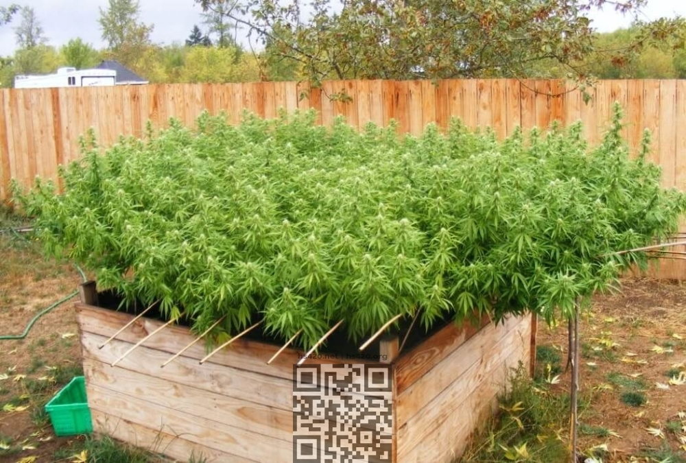 Scrog-cannabis.jpg