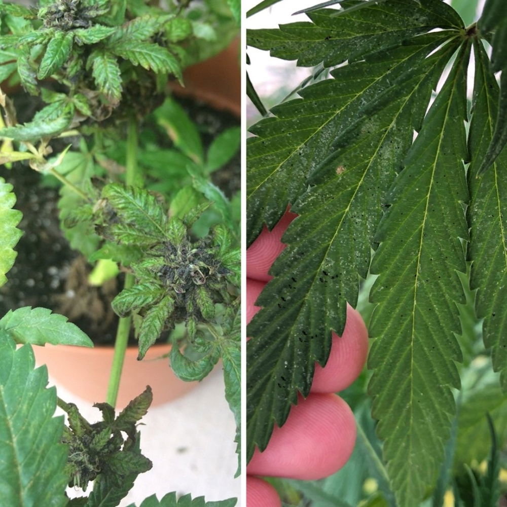 Sooty-mould-on-cannabis-black-dots-mold.thumb.jpg.c3442a3aa4ee1ba6cc223d7024fe6d39.jpg