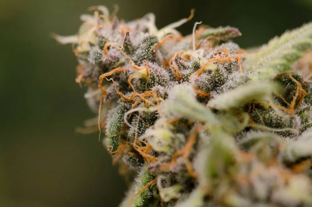 Terpenes-Fluence_Bioengineering.thumb.webp.df326b8ddde125c6f65d7f4d6f3e6ff6.webp