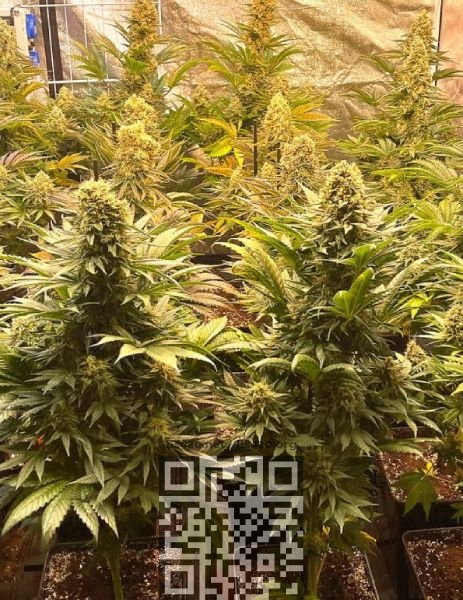 banana-punch-grow.jpg