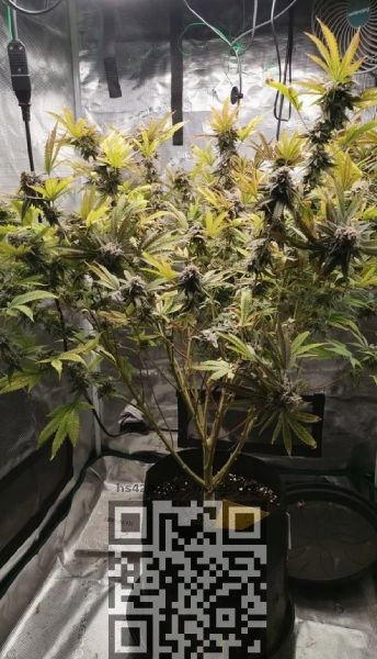burger-kush-cannabis-grow.jpg