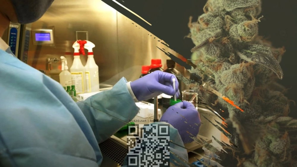 cannabis-blood-test.jpg