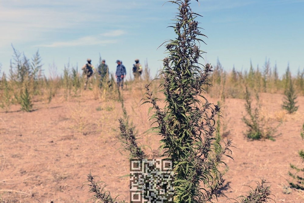 cannabis-chuyskaya-dolina.jpg
