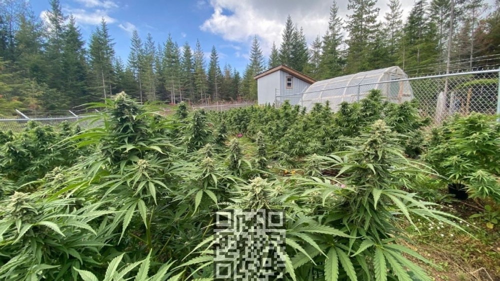 cannabis-farm-bc.jpg