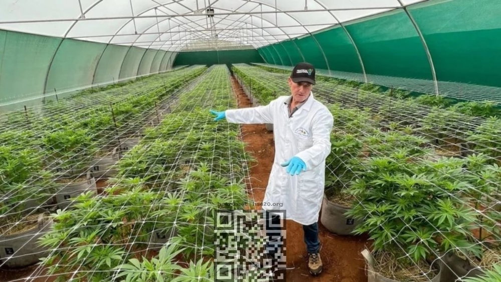 cannabis-grow-sa.jpg