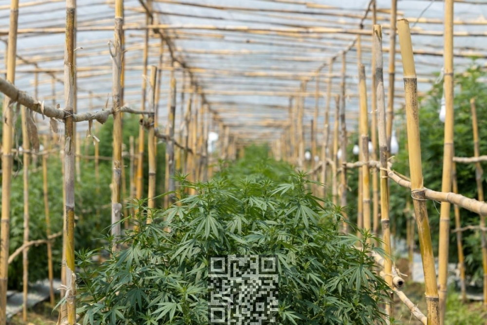 cannabis-grow-thailand.jpg