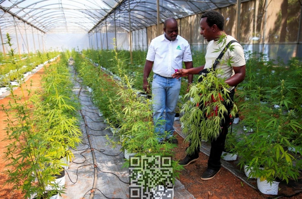 cannabis-grow-zimbabwe.jpg