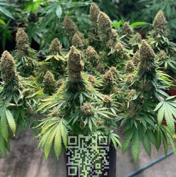 cannabis-morpheus.jpg
